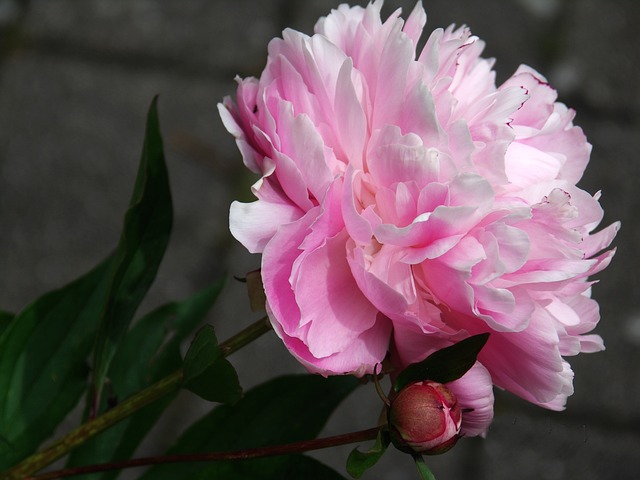 Rozen