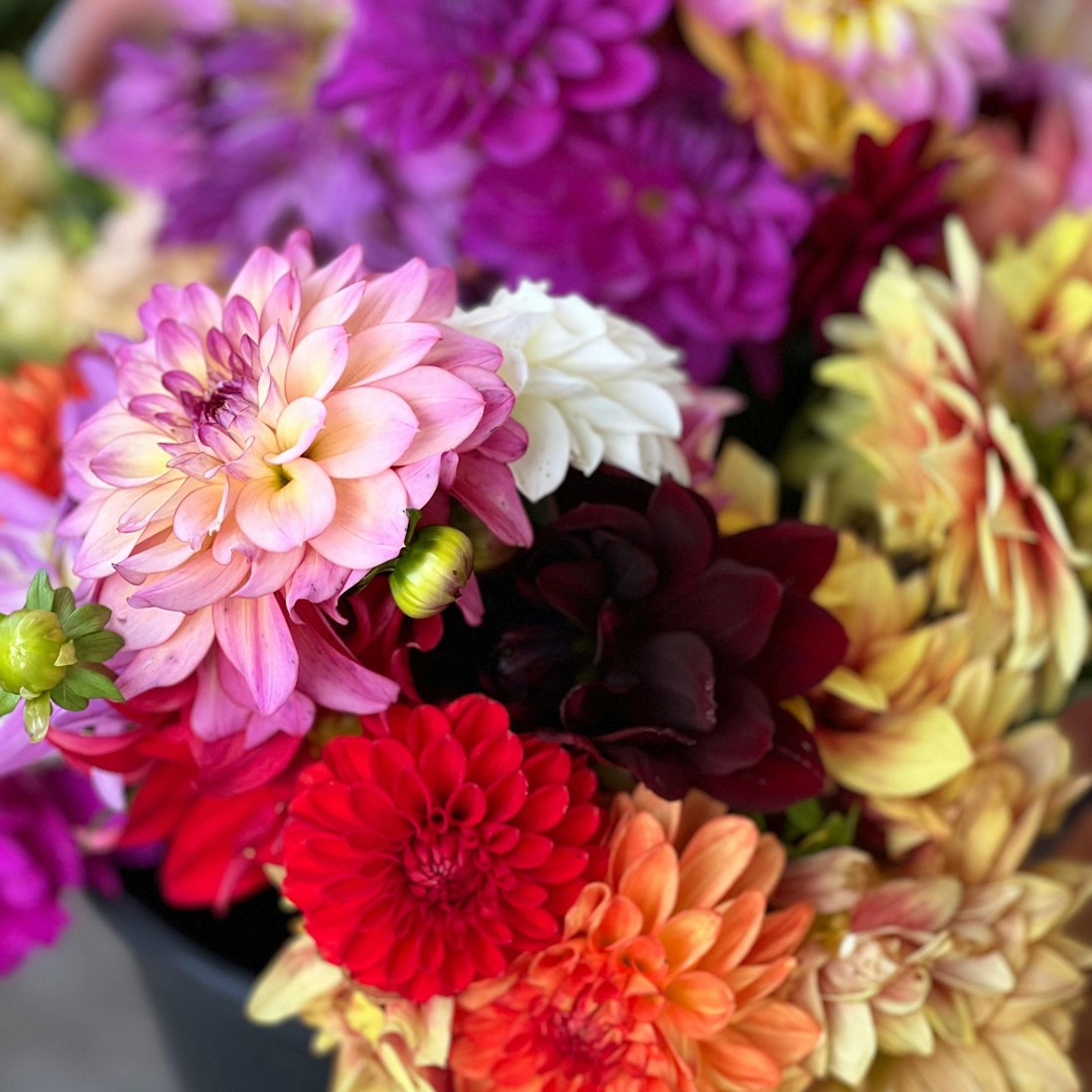 Decorativ Dahlien Gemischt kaufen? Einfach online bestellen  Gartencenter  Koeman