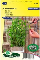 Süßigkeitserbse, Erbse 'N' Pod Bernard F1 – Pisum sativum 