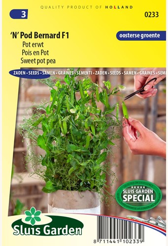 Süßigkeitserbse, Erbse 'N' Pod Bernard F1 – Pisum sativum 