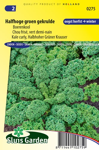 Grünkohl Halbhoher grüner Krauser