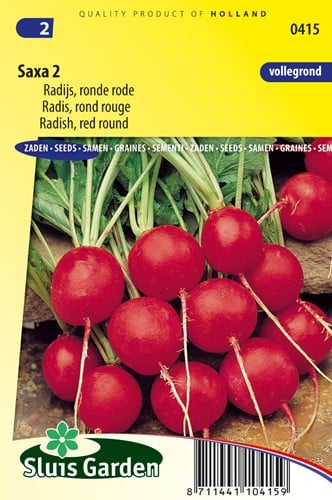 Radieschen Saxa 2