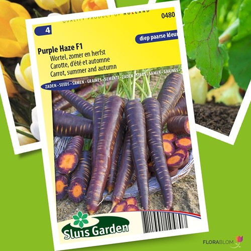 Wortel Purple Haze F1 - Daucus carota-2