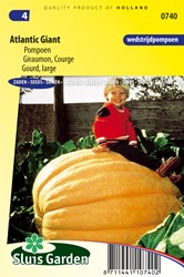 Kürbis Atlantic Giant- Cucurbita maxima