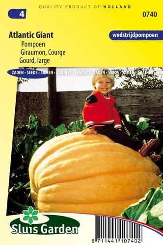 Kürbis Atlantic Giant- Cucurbita maxima