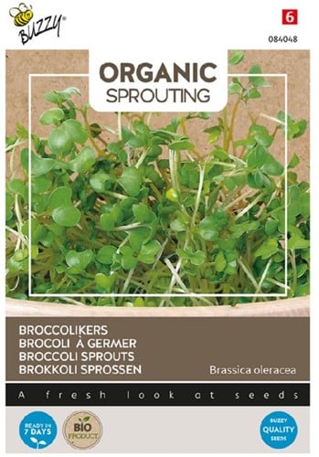 Brokkoli Sprossen - Buzzy Organic Sprouting