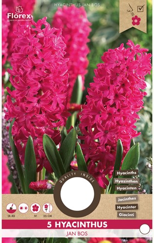 Hyazinthe Jan Bos - Hyacinthus-2
