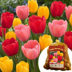 100 Tulpenbollen Darwin Mix direct leverbaar - Tulipa