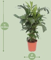Caryota Mitis - Ø24cm - 110cm-2