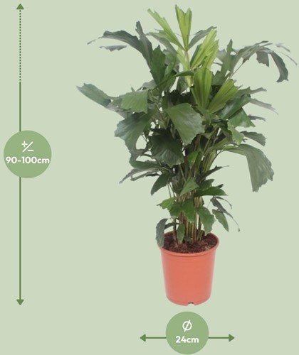 Caryota Mitis - Ø24cm - 110cm-2
