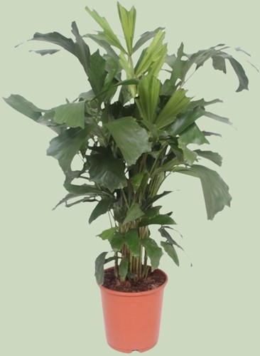 Caryota Mitis - Ø24cm - 110cm