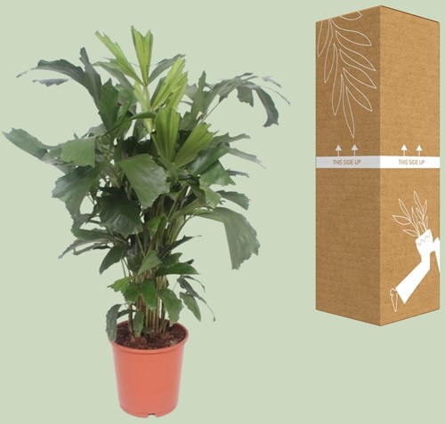 Caryota Mitis - Ø24cm - 110cm-3