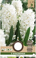 Hyazinthe Aiolos - Hyacinthus-2