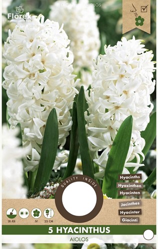 Hyazinthe Aiolos - Hyacinthus-2