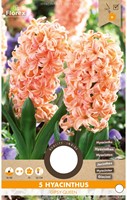 Hyacint Gipsy Queen - Hyacinthus-2