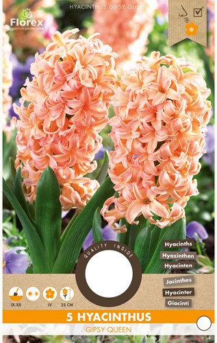 Hyacint Gipsy Queen - Hyacinthus-2