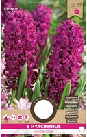 Hyacint Woodstock - Hyacinthus-2