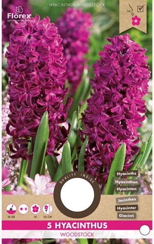 Hyazinthe Woodstock - Hyacinthus-2