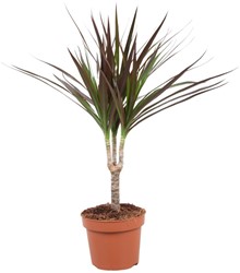 Zimmerpflanze fr Schatten kaufen? Online Top Qualitt pflanzen und  Gartenartikelen bestellen