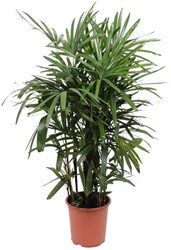 Zimmerpflanze fr Schatten kaufen? Online Top Qualitt pflanzen und  Gartenartikelen bestellen
