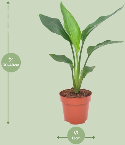 Strelitzia Reginae - Ø12cm - 40cm-2