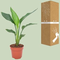 Strelitzia Reginae - Ø12cm - 40cm-3