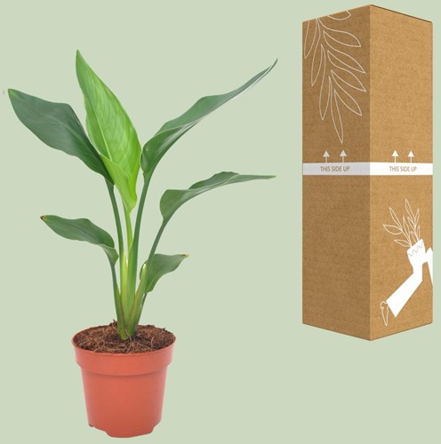 Strelitzia Reginae - Ø12cm - 40cm-3