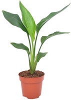 Strelitzia Reginae - Ø12cm - 40cm