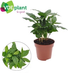Coffea Arabica - Ø12cm - 30cm