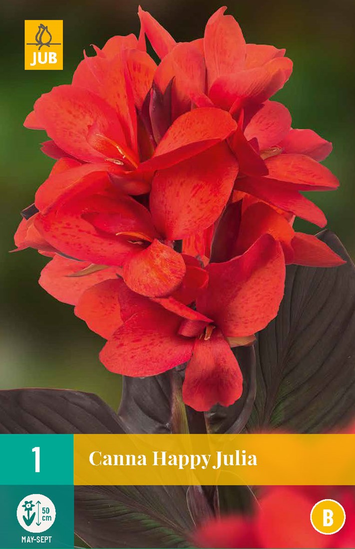 Canna Happy Julia kaufen? Einfach online bestellen Gartencenter Koeman
