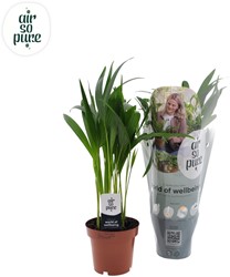 Dypsis Lutescens (Areca palm) - Ø12cm - 40cm