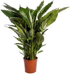 gloriosum variegata Philodendron gloriosum variegated *Type 2* *Grower's Choice* – Rare Plant  Fairy