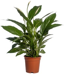 Zimmerpflanze fr Tageslicht kaufen? Online Top Qualitt pflanzen und  Gartenartikelen bestellen