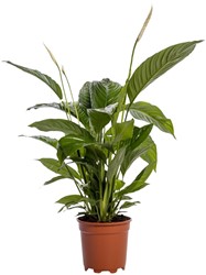 juncus spiralis zimmerpflanze Juncus Spiralis Fern main image 1