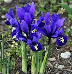 Iris zwiebeln kaufen? Online Top Qualität pflanzen und Gartenartikelen
