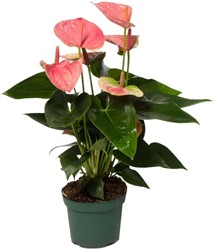 Anthurium Sweet Dream - Ø12cm - 35cm