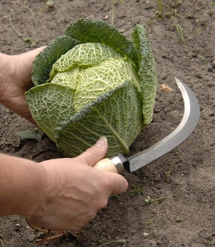 Carbon Steel Mes om Groente te Oogsten - Burgon en Ball-2