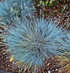 Blauschwingel Elijah Blue (Festuca glauca) (Sechserpack)