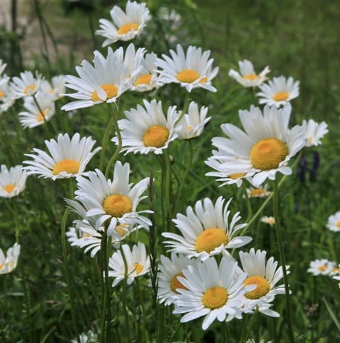 Margerite Silberprinzessche - Leucanthemum Superbum