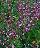 Echter Gamander - Teucrium chamaedrys