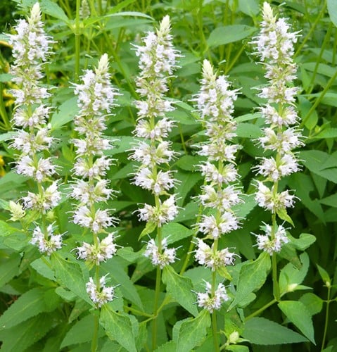 Duftnessel - Agastache rugosa Alabaster