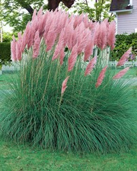 Pampasgras kaufen? Online Top Qualität pflanzen und Gartenartikelen