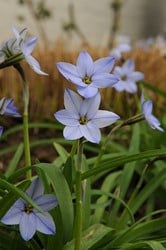 Ipheion Uniflorum Wisley Blue - Sternblumen