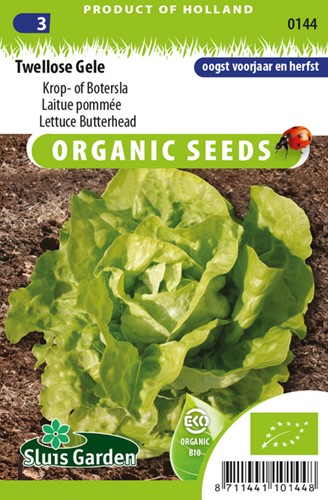 Twelloser Gelber Kopfsalat - Butter salat EKO