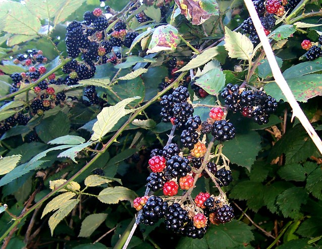 Rubus Black Satin kaufen? Einfach online bestellen Gartencenter Koeman