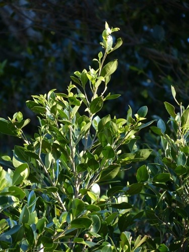 Prunus Laurocerasus Rotundifolia