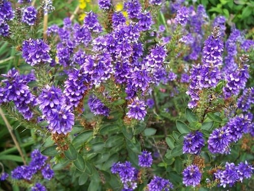 Strauch-Veronika Variegata - Hebe Andersonii