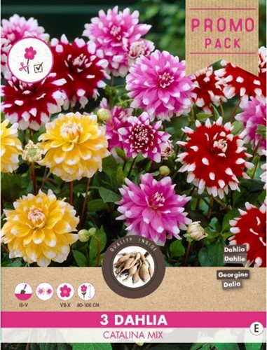 Dahlia Catalina Mix-2
