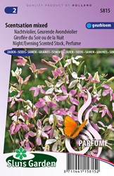 Abendstiefmütterchen Scentsation Mix