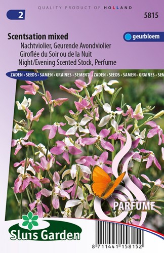 Abendstiefmütterchen Scentsation Mix